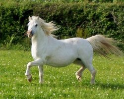 broodmare Eden Wilow (Welsh mountain pony (SEK.A), 1987, from Hisland Hyderus)