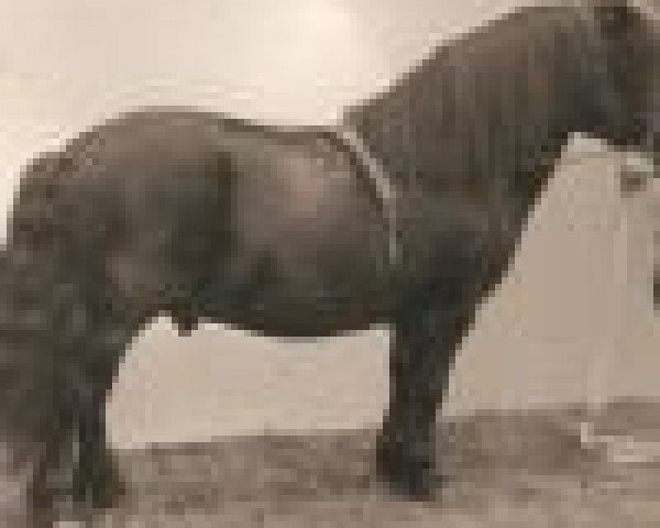 stallion Wells Superb (Shetland pony (under 87 cm), 1956, from Wells Satisfaction)