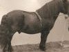 stallion Wells Superb (Shetland pony (under 87 cm), 1956, from Wells Satisfaction)