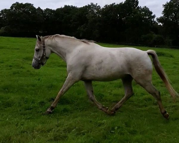 dressage horse Hunter's Monsun (German Riding Pony, 2008, from Monte Christo)