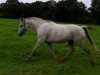 dressage horse Hunter's Monsun (German Riding Pony, 2008, from Monte Christo)