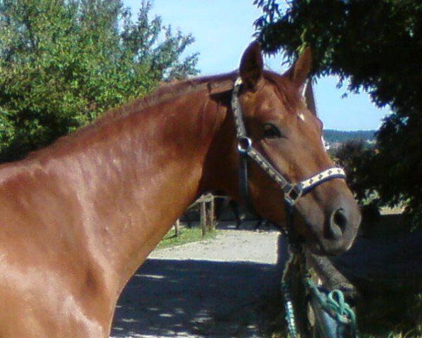 dressage horse Karlo 56 (Trakehner, 2012, from Kentucky)