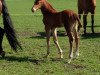 broodmare Hermine G (Westphalian, 2015, from Hermes de Lux)