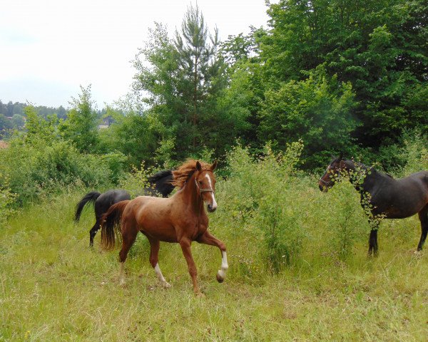 broodmare Dolce Vita S (Hanoverian, 2005, from Dressage Royal)