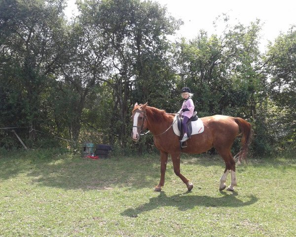 horse Allegra (Hanoverian, 1990, from Andiamo)