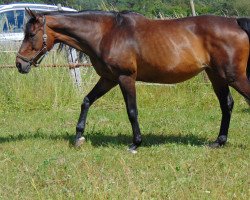 broodmare Arielle (Hanoverian, 1995, from Amerigo Vespucci xx)