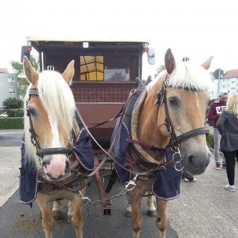 horse Akki (Haflinger, 1998, from Alpenstern)