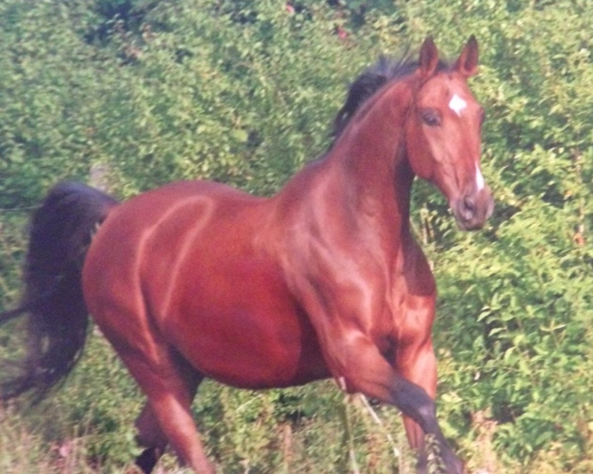 Dressurpferd Raphaelo (Bayer, 2001, von Raphael)