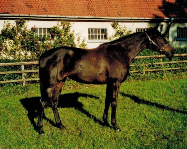 broodmare Miss Motion xx (Thoroughbred, 1997, from Motley xx)