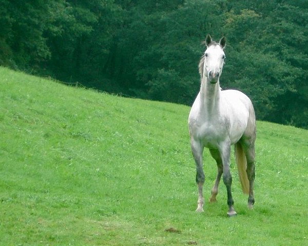 Pferd Lotano (Zweibrücker, 1994, von Lonely Boy xx)