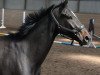 horse Lacoste Challenge (Hanoverian, 2011, from Lauries Crusador xx)