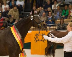 Zuchtstute Heavenly Brown (Trakehner, 2012, von E.H. Millennium)