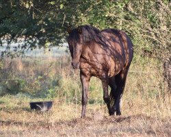 Pferd Julepe XII (Pura Raza Espanola (PRE), 2010)