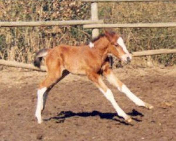 horse Tomba 6 (Pinto / Small Riding Horse, 1996, from Taffy's Snowdown)