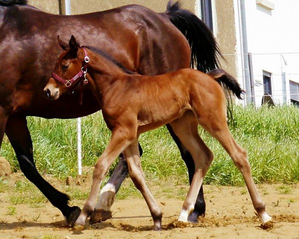 Springpferd Only You (Belgisches Warmblut, 2014, von Copin van de Broy)