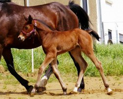 jumper Only You (Belgian Warmblood, 2014, from Copin van de Broy)