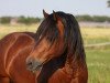 Deckhengst Kadi Beatlejuice (Welsh-Cob (Sek. D), 1997, von Thor Baffle)