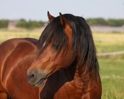 stallion Kadi Beatlejuice (Welsh-Cob (Sek. D), 1997, from Thor Baffle)