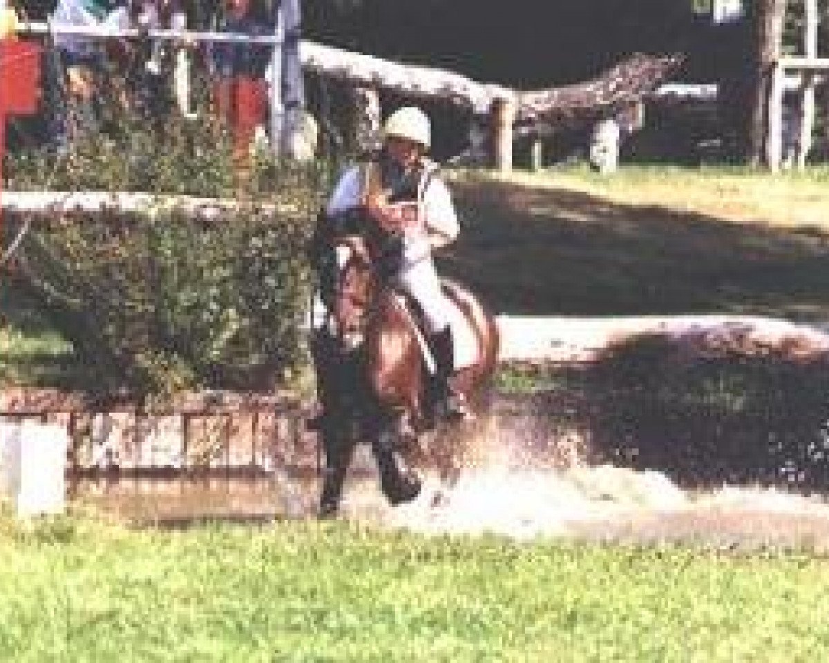stallion Thor Baffle (Welsh-Cob (Sek. D), 1987, from Bimberg- Boyo)