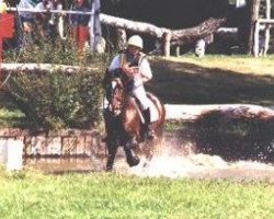 Deckhengst Thor Baffle (Welsh-Cob (Sek. D), 1987, von Bimberg- Boyo)