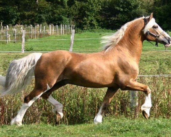 stallion Cwmmaddoc Appollo (Welsh-Cob (Sek. D), 1982, from Derwen Arthur)