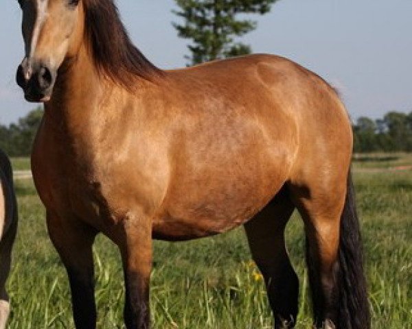 Zuchtstute Kadi Limba (Welsh-Cob (Sek. D), 1998, von Cwmmaddoc Appollo)