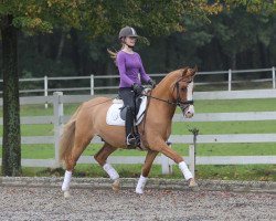 dressage horse Melli's Don Rubio (German Riding Pony, 2009, from FS Don't Worry)