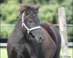 Zuchtstute Vihrsgardens Rosequeen (Dänisches Warmblut, 2010, von Waulkmill Maclaren)