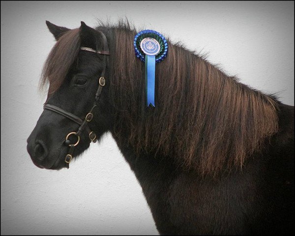 broodmare Vhirsgaardens Miss Mac Perfect (Shetland Pony, 2011, from Rosedome of Transy)