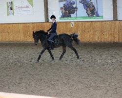 Pferd Sweet as Chocolate (Deutsches Reitpony, 2003, von Pilgrim’s Red)