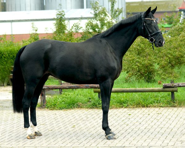 broodmare Freya (Oldenburg, 2010, from Fürst Wilhelm)