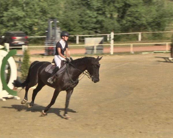 Reitturnier Heiligenwald 2020