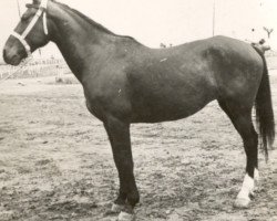 Zuchtstute Banasta (Pura Raza Espanola (PRE), 1938, von Julio)