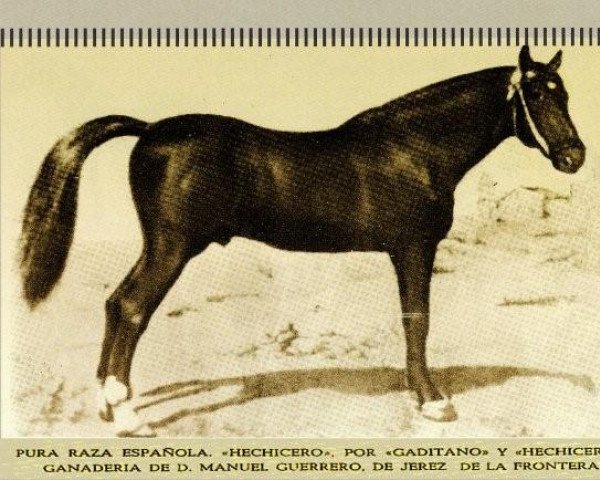 stallion Hechicero (Pura Raza Espanola (PRE), 1914, from Gaditano)