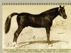 stallion Hechicero (Pura Raza Espanola (PRE), 1914, from Gaditano)