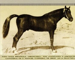 stallion Hechicero (Pura Raza Espanola (PRE), 1914, from Gaditano)