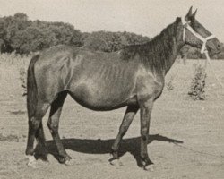 Zuchtstute Romerada (Pura Raza Espanola (PRE), 1930, von Hechicero)