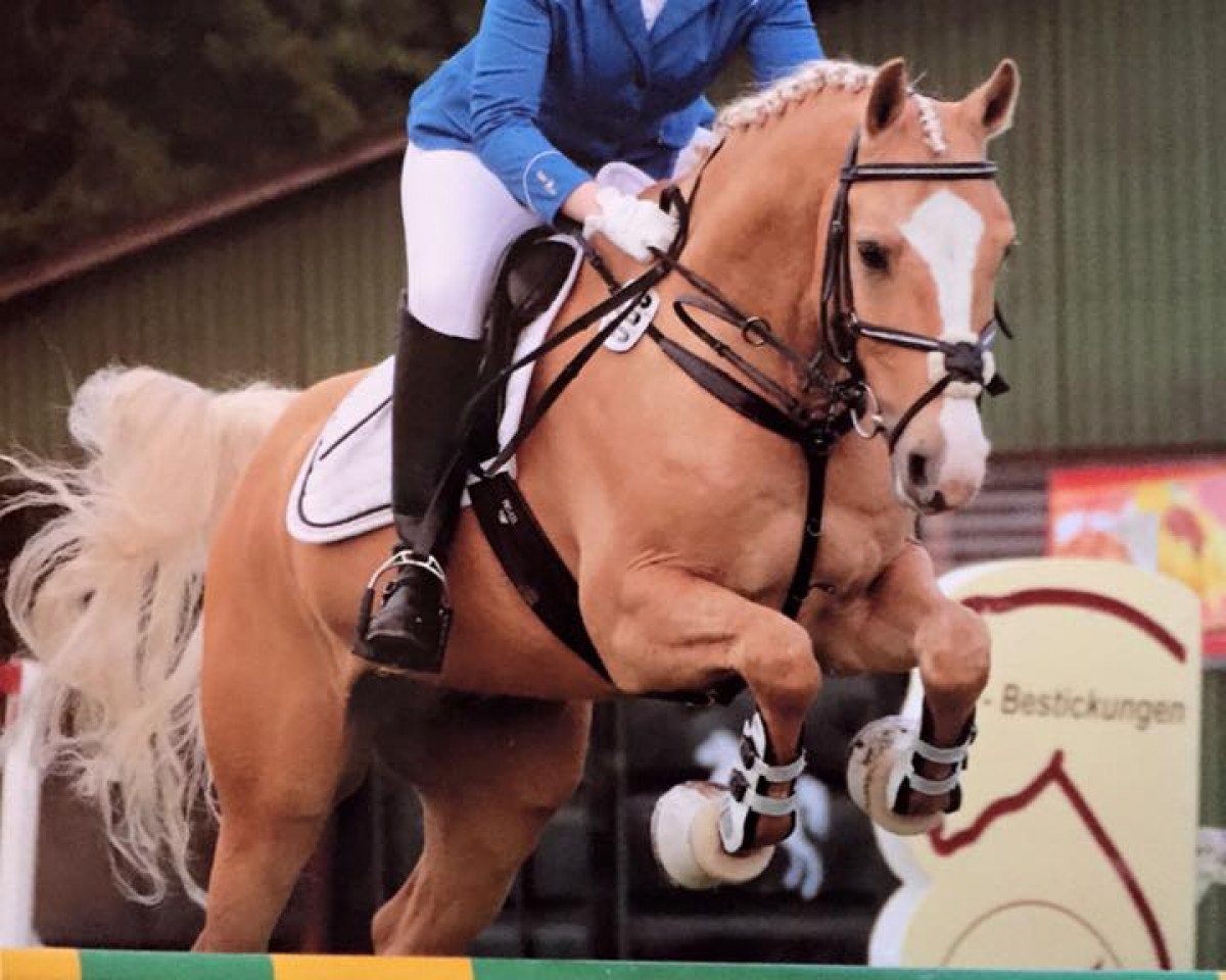 Springpferd Marty McFly (Kleines deutsches Reitpferd, 2007, von Meran Gold)