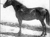 stallion Lebrero (Pura Raza Espanola (PRE), 1934, from Bilbaino)