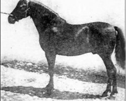 stallion Lebrero (Pura Raza Espanola (PRE), 1934, from Bilbaino)