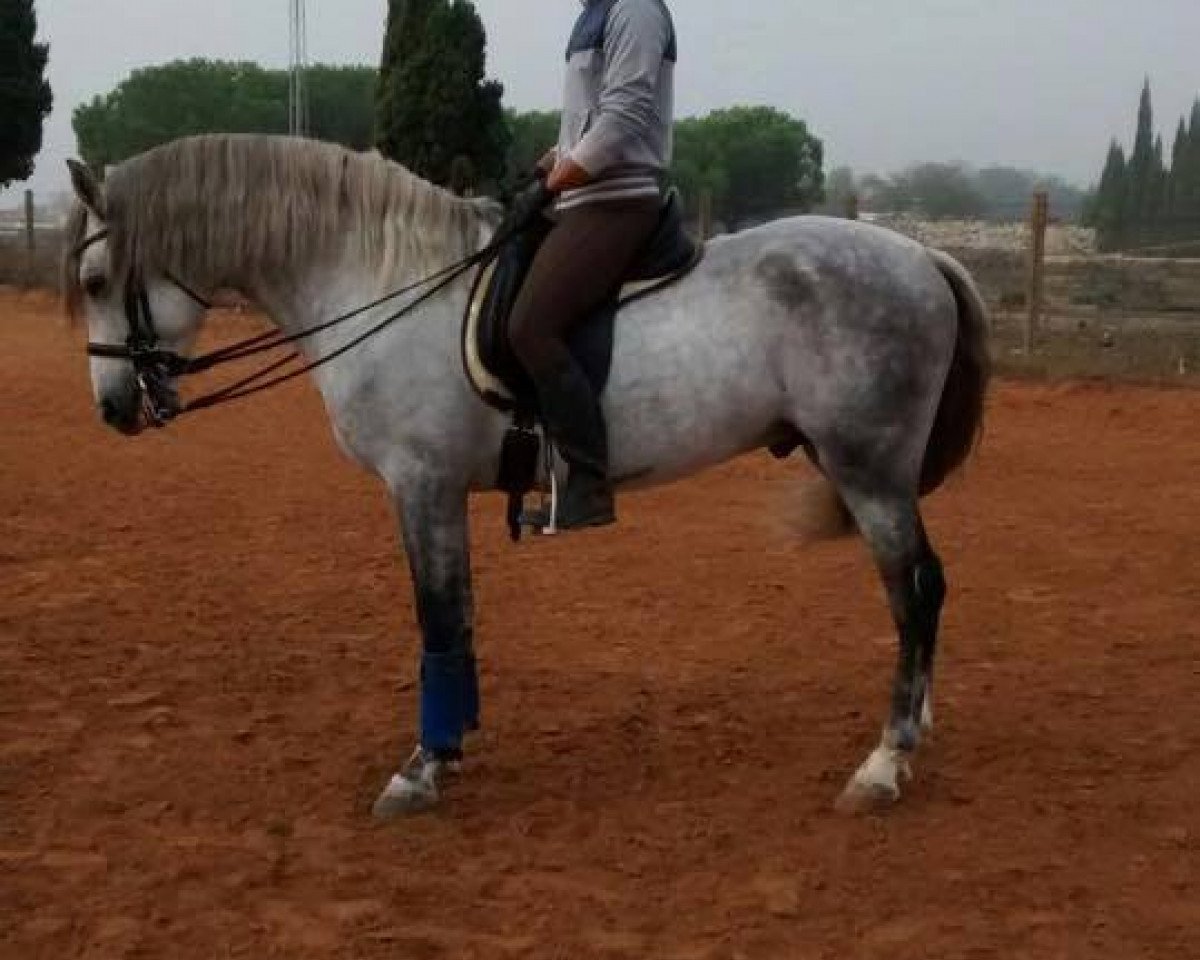 Pferd Espartel III (Pura Raza Espanola (PRE), 2009)