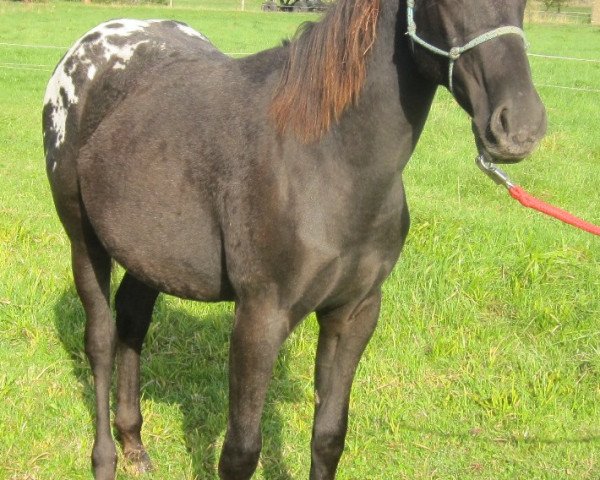 horse Black Princess Lea (Appaloosa, 2014)