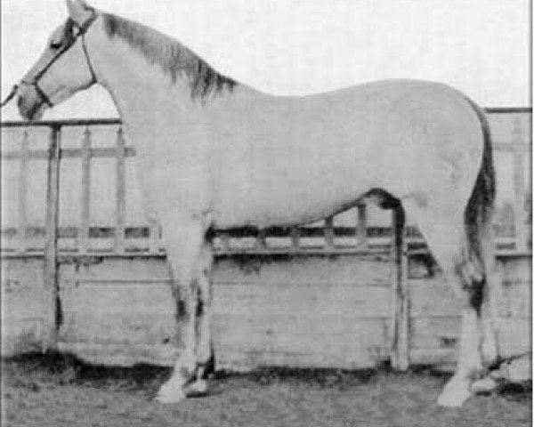 stallion Bilbaino (Pura Raza Espanola (PRE), 1922, from Gereno)