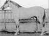 stallion Bilbaino (Pura Raza Espanola (PRE), 1922, from Gereno)