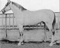 stallion Bilbaino (Pura Raza Espanola (PRE), 1922, from Gereno)