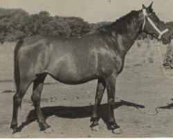 broodmare Tajea (Pura Raza Espanola (PRE), 1932, from Hechicero)