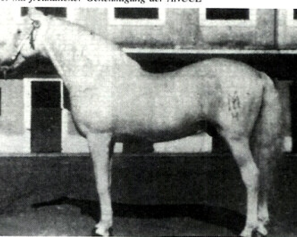Deckhengst Juglar (Pura Raza Espanola (PRE), 1946, von Destinado III)
