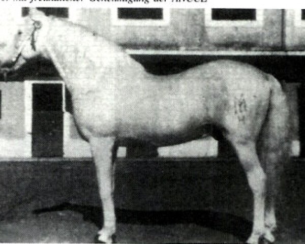 stallion Juglar (Pura Raza Espanola (PRE), 1946, from Destinado III)