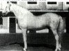 stallion Juglar (Pura Raza Espanola (PRE), 1946, from Destinado III)