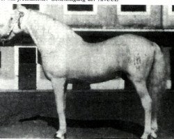 stallion Juglar (Pura Raza Espanola (PRE), 1946, from Destinado III)